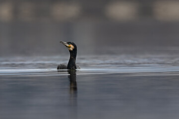 Great Cormorant (Phalacrocorax carbo) swimming  in the lake searching for fish to hunt