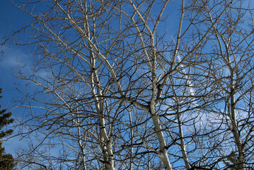 Tree  branches agains blue sky on a sunny day.