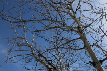 Tree  branches agains blue sky on a sunny day.