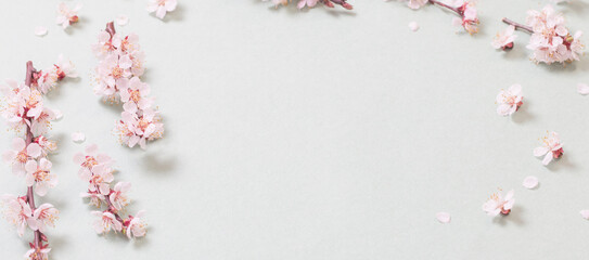 pink cherry flowers on  paper background