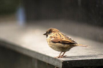 Sparrow (Passer domesticus) perched on a wall in downtown Sao Paulo.