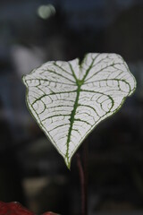leaf with drops