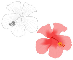 Close-up image of a hibiscus flower in two versions