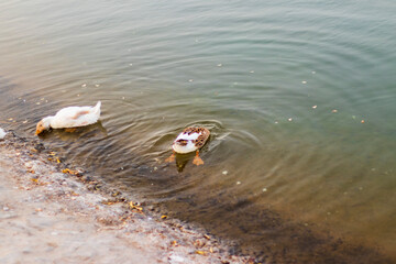 Obraz premium Ducks swimming in the pond. Outdoors