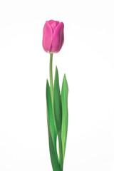 Single pink tulip flower isolated on white background.