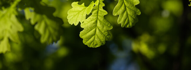 Banner spring oak leaves on a dark background. - obrazy, fototapety, plakaty