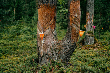 Collection of pine resin