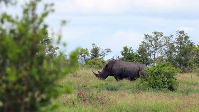 White rhino defecating in the bush