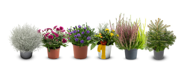 beautiful colorful flowers pots decorated isolated on white background with​ clipping​ path​