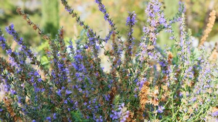 Obraz premium Purple lavender flowers on the field.