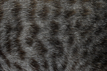 focus of cats hairs , cat fur texture
