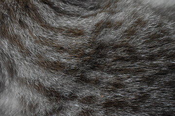 focus of cats hairs , cat fur texture