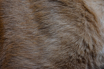 focus of cats hairs , cat fur texture