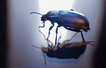 Black beetle