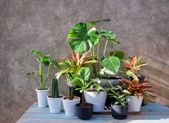 Various house plants in modern container  wood table with concrete wall background,air purify with Monstera,philodendron selloum, Aroid palm,Zamioculcas zamifolia,Ficus Lyrata,Bromeliad in sun light