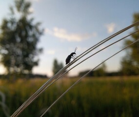 Insect silhouette