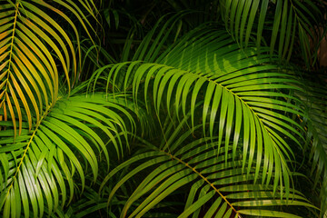 Palm leaves background