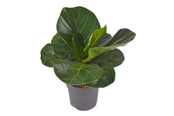 Tropical fiddle leaf fig 'Ficus Lyrata' houseplant in flower pot isolated on white background