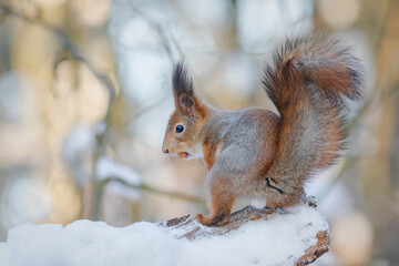 Naklejka na ściany i meble Squirrel in winter