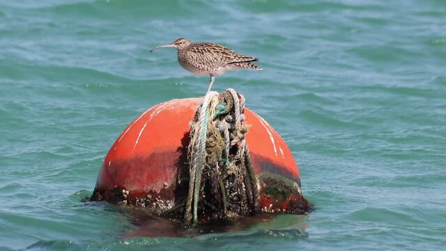 A bird sitting on a orange ball buoy following in the ocean