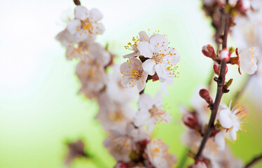 a branch of apricot with flowers and leaves in a spring garden