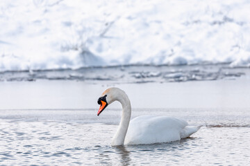 Naklejka na ściany i meble Wild bird mute swan (Cygnus olor) swim in winter on pond on snowy landscape, Czech Republic Europe wildlife