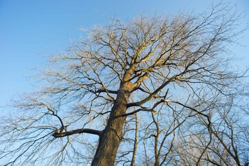 bare tree at the end of winter on a sunny day