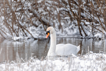 Wild bird mute swan (Cygnus olor) swim in winter on pond on snowy landscape, Czech Republic Europe wildlife