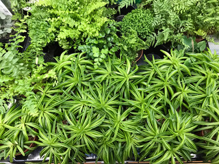 green fern plants on the counter in the store for sale
