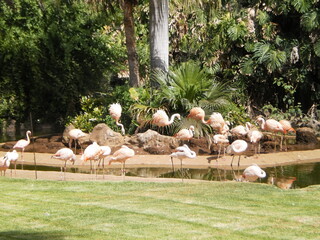 Flamencos en el estanque de un parque con palmeras y cesped verde