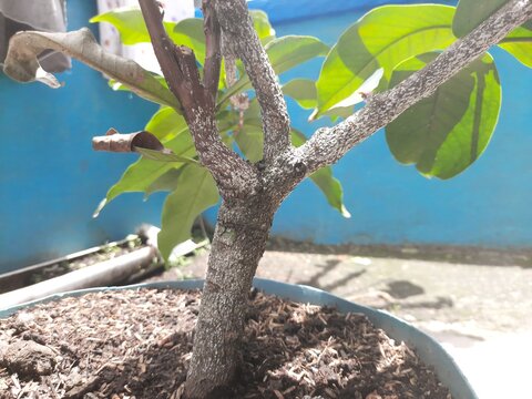 rose apple tree trunk infested with white pests