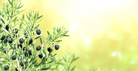 Ripe black olives on olive tree