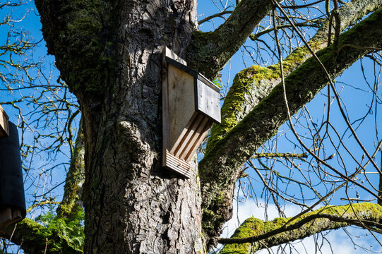 Bat House in a tree