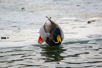 kaczka krzyżówka  © Dariusz Grochal 