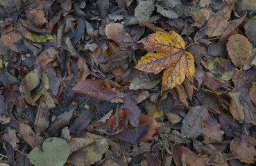 Herbstlaub