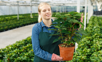 Obraz premium Portrait of confident female farmer working with Poinsettia pulcherrima in modern greenhouse