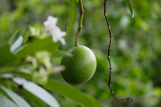 Cerbera odollam (Suicide tree, Pong-pong, Othalanga) fruit on tree.