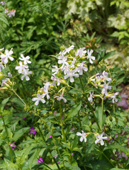 Saponaria officinalis ou saponaire officinale à inflorescence en cymes denses de fleurs à pétales rose pâle et au feuillage mince, nervuré, vert tendre