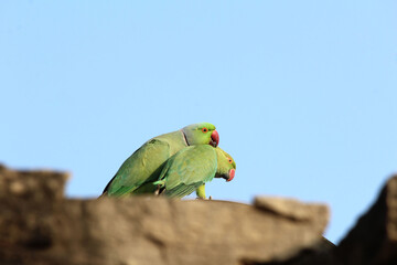 green parrot sitting li love mode