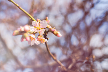 Almonds bloom in the spring garden. Beautiful pastel pink background. A flowering tree branch in selective focus. Dreamy romantic image of spring. Atmospheric natural background. Copy space