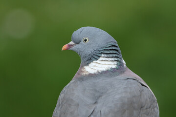 A head shot of a pretty Woodpidgeon, Columba palumbus. 