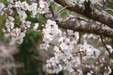 桜の花