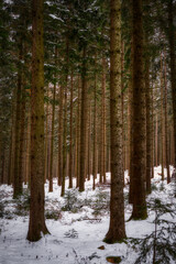 forest in winter