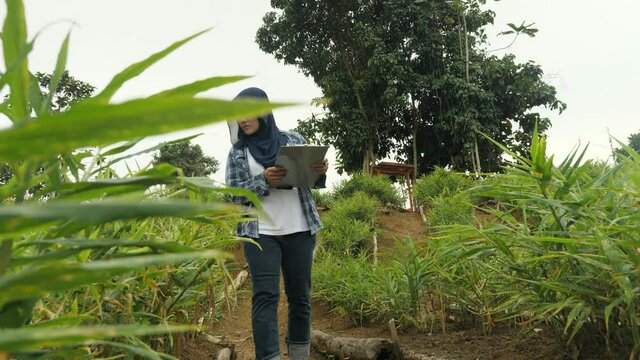 Asian muslim female farmer supervise her ginger plants cultivation. Organic farming