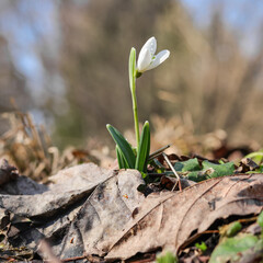 One single snowdrop flower grew among last year's leaves