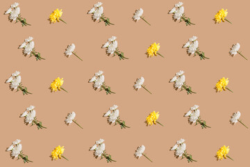 Creative pattern made with chrysanthemum flowers on beige background. Nature concept.Minimal style. Sunlit flat lay. Top view