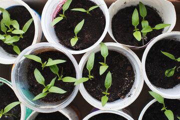 tomato seedlings growing on windowsill of the house