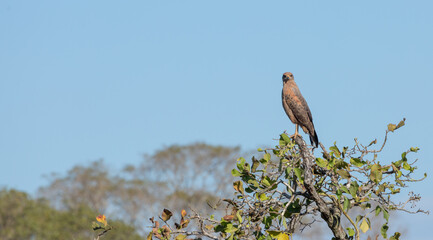 A Savanna Hawk (Buteogallus meridionalis) sitting on a tree in the northern Pantanal in Mato Grosso, Brazil