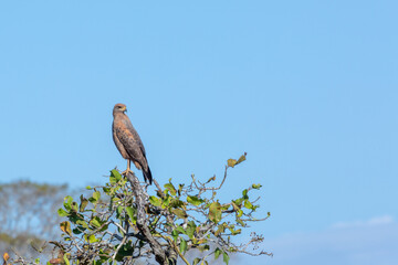 Savanna Hawk (Buteogallus meridionalis) sitting on a tree in the northern Pantanal in Mato Grosso, Brazil
