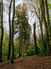 Footpath a forest near Isenbuegel, North Rhine-Westphalia, Germany